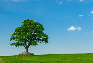 Single oak tree growing in a crop field on a sunny day. Courland, Latvia.