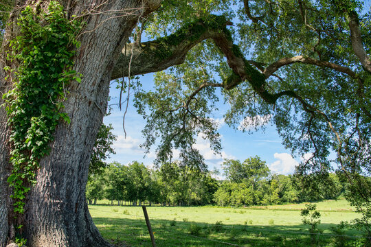 รูปภาพCoteau เลือกดูภาพถ่ายสต็อก เวกเตอร์ และวิดีโอ4,558 Adobe Stock