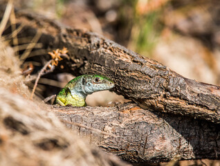 The green lizard peeps out of the mink.