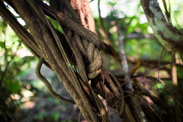 Liana ayahuasca intertwines around a plant in the wild jungle. Traditional plant medicine. Shamans and ceremonies in Peru