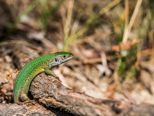 The green lizard peeps out of the mink.