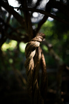 Vertical picture of liana ayahuasca under the sun in the Amazon jungle. Traditional plant medicine. liana of the soul, liana of the dead, spirit liana. woody vine. Shamans and ceremonies in Peru