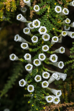 Flowers of Pichi Plant (Fabiana imbricata)