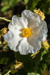 Flower of Cistus populifolius subsp. major