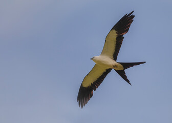 Obraz premium Aguililla Tijereta (elanoides forficatus)