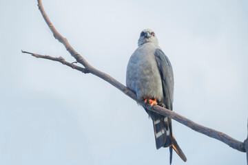 Aguila plomiza (ictinia plumbea)