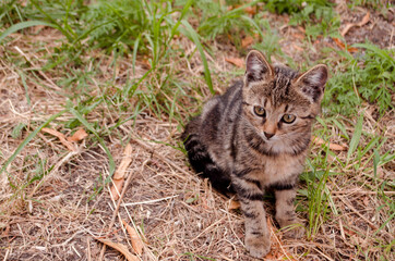 Naklejka na ściany i meble Tabby homeless kitten sitting on the ground. Stray cat outdoors. Adopt pets, don't shop.