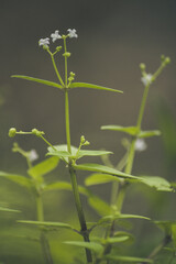 wildgrass, love, nature, drama, whale, weareyoung, feeltheworld, chinesemovie, cdrama, letgoofmybaby, chinesedrama, handsome, operationredsea, moonshineandvalentine, pegasus, thethunder, baby, luckywi