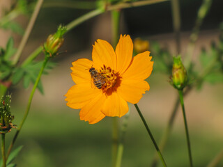 Bee in yellow flower macro.