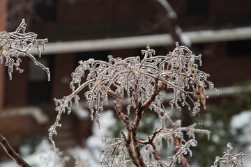 frozen tree branch with icy glazing