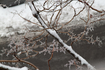 frozen tree branch with icy glazing