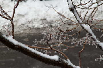 frozen tree branch with icy glazing