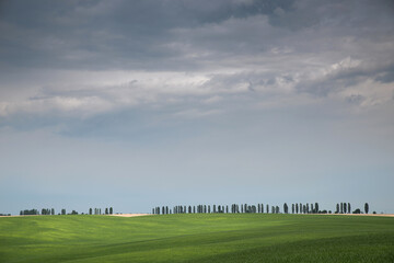 Beautiful summer landscape. Field. Trees on the horizon.