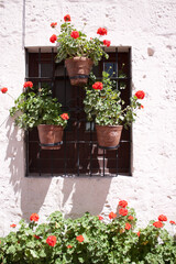 pots of flower over white stucco wall