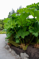 A picture of some Gunnera plants.   Vancouver BC Canada
