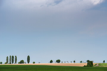 Naklejka premium Beautiful summer landscape. Field. Trees on the horizon.