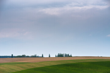 Beautiful summer landscape. Field. Trees on the horizon.