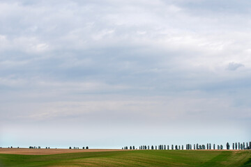 Obraz premium Beautiful summer landscape. Field. Trees on the horizon.