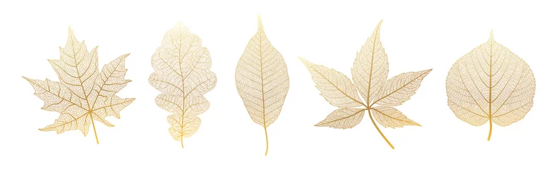 Foto op Canvas Set leaves of gold on white. Vector illustration.  © helenagl
