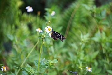 Closeup of colorful tropical butterfly on a flower with blurred green background
