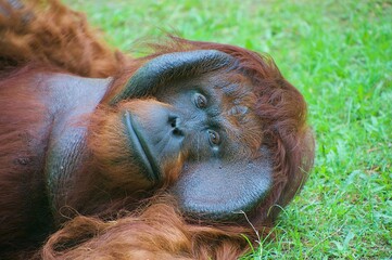 an orangutans who are very old and stare sadly © Agoeng