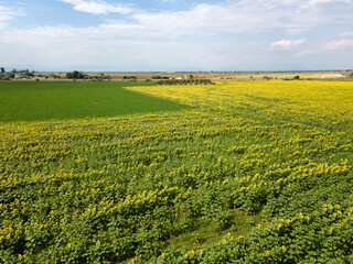 landscape sunflower field near city of Plovdiv, Bulgaria