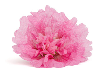 Pink flower of mallow, isolated on white background