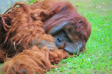 an orangutan are very old and look sad © Agoeng