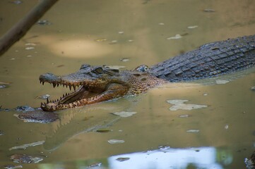 sighting of crocodiles in the asian swamp