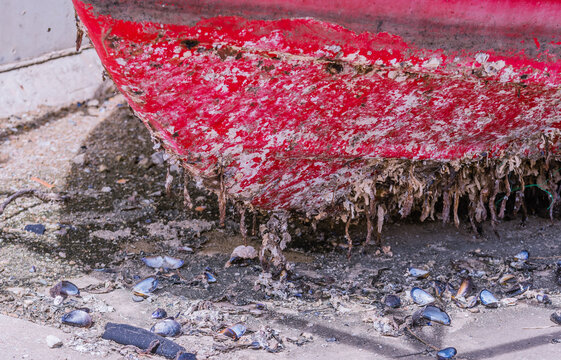 Front view of bottom of old dilapidated fishing boat with barnacles sitting on concrete.