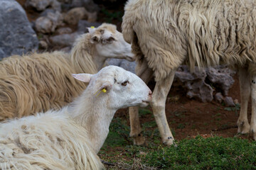 Naklejka premium A herd of domestic sheep grazing in the fresh air. The Island Of Crete, Greece