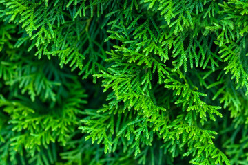 green thuja branches closeup