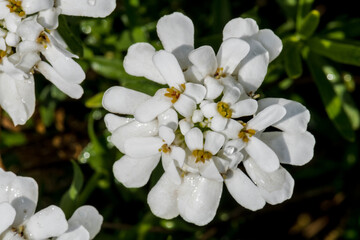 Flowers of Evergreen Candytuft (Iberis sempervirens)