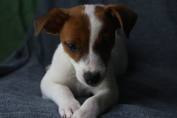 Retrato de cachorro