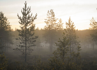 morning mist over the swamp