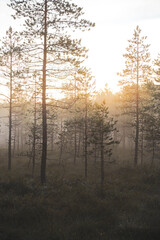 morning in the pine forest with bright sun rays