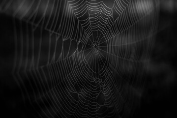 spider web on dark background
