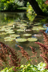 Fluffy pink astilbe flowers around the lake at the Leckford Estate, Longstock, Hampshire UK