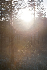 Fototapeta na wymiar misty morning in the forest with sun rays