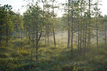 Obraz premium morning in the woods a little pine forest