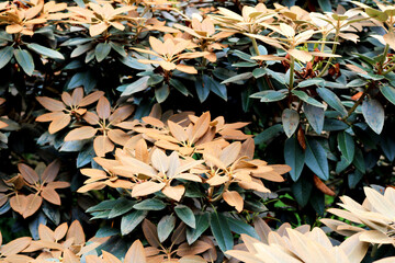 Orange and green leafy plant