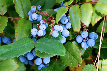 Oregon grape plant
