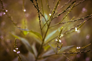 Wildflowers at McKee Marsh In Blackwell Forest Preserve, Illinois.