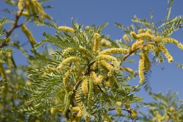 Yellow Spike flowers emerge from Honey Mesquite, Prosopis Glandulosa, Fabaceae native multitrunked woody shrub in Joshua Tree National Park, Southern Mojave Desert, Springtime.