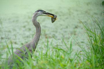 Great Blue Heron Catches a fish