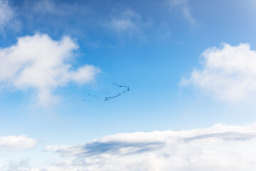 The crane key flies over the mountains. Blue skies and birds fly off to warmer regions. Fall. Intense blue. Clouds. Wild geese are migrating.