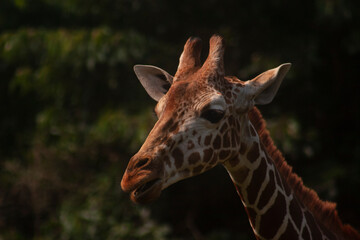 Giraffe