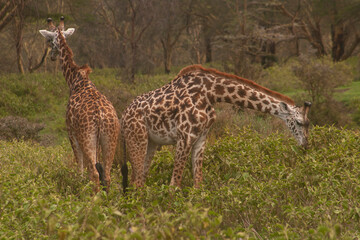 Giraffe in the grass