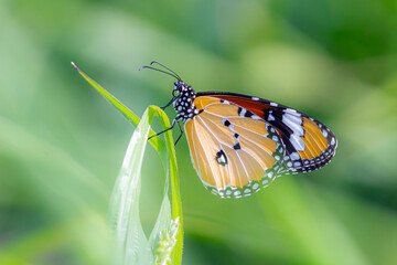 Orange butterfly on grass flower Purple. Blur the natural background in green tones. In the concept of insects and poultry.