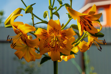 A yellow lily with large buds illuminated by the rays of the setting sun grows in the garden